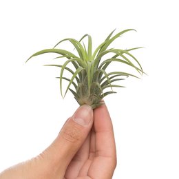 Tillandsia ionantha rubra