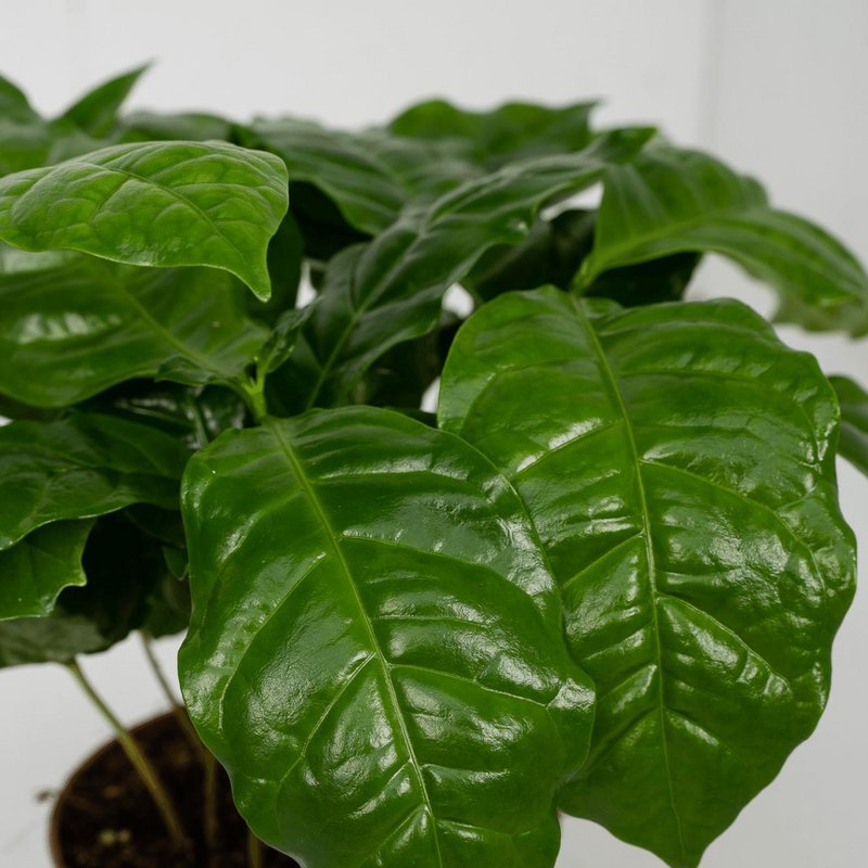 2x Coffea Arabica - Coffee plant - 25cm - ø12