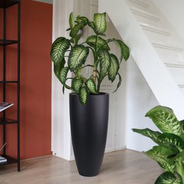 Plantenpot - Kentucky Black