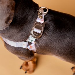 Matteo No-Pull Dog Harness