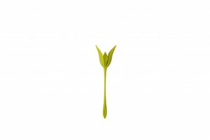 Peleg Design Servethouders Bloom set van 4
