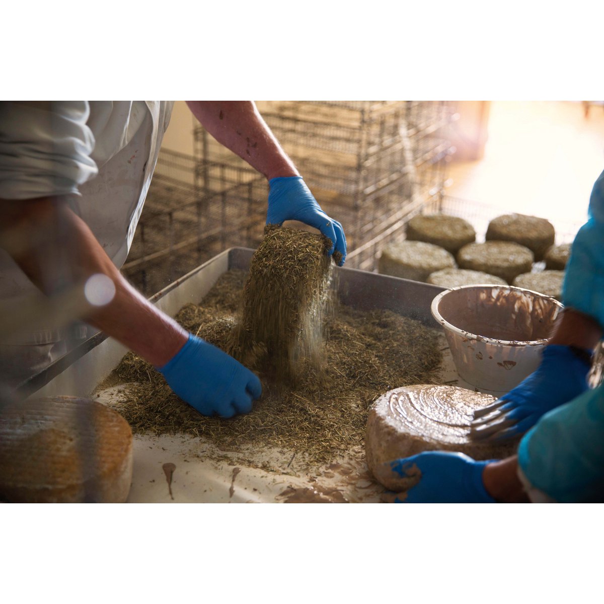🇬🇧 Rijpe pecorino 75 dagen oud – ambachtelijke schapenkaas