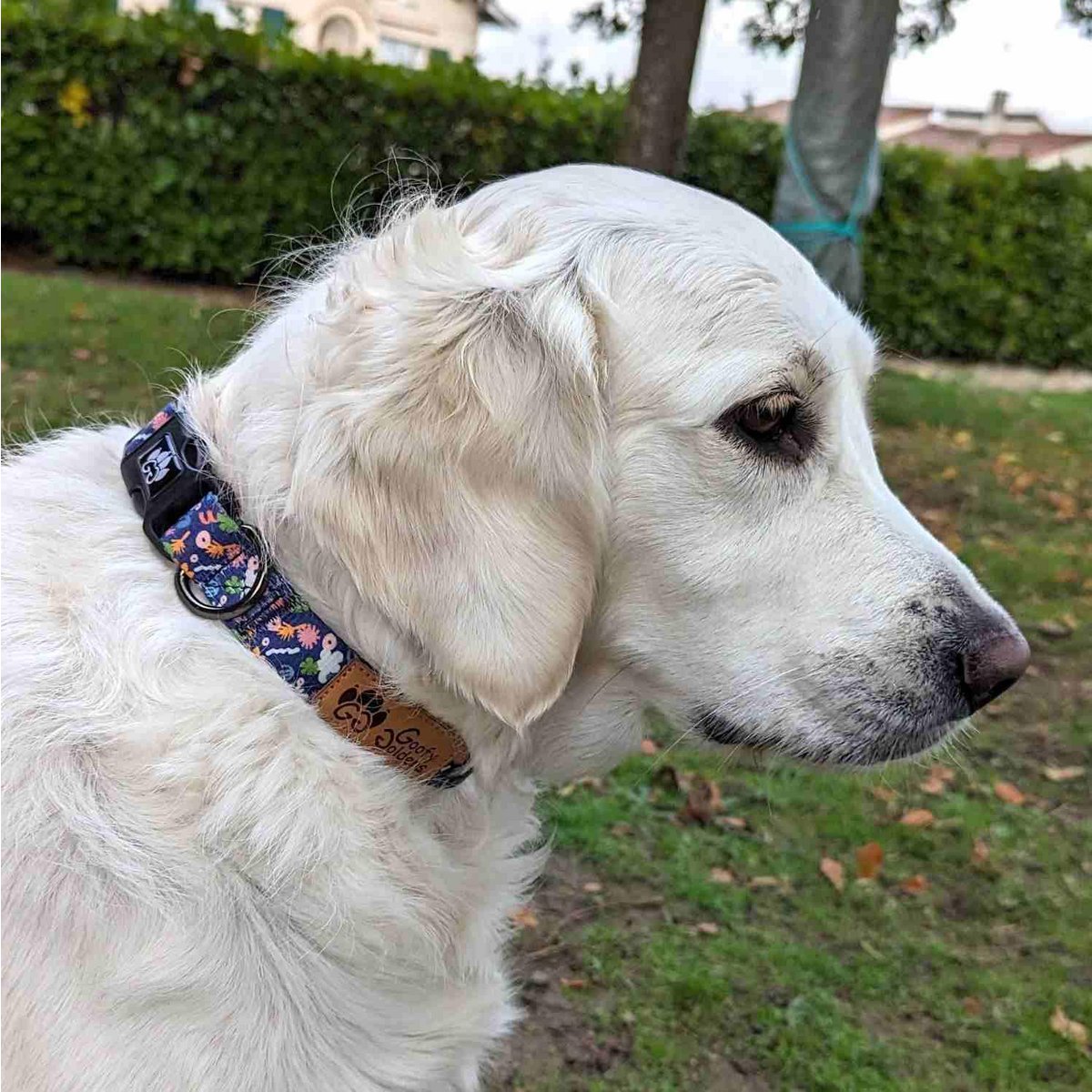 Diepe aqua hondenhalsband