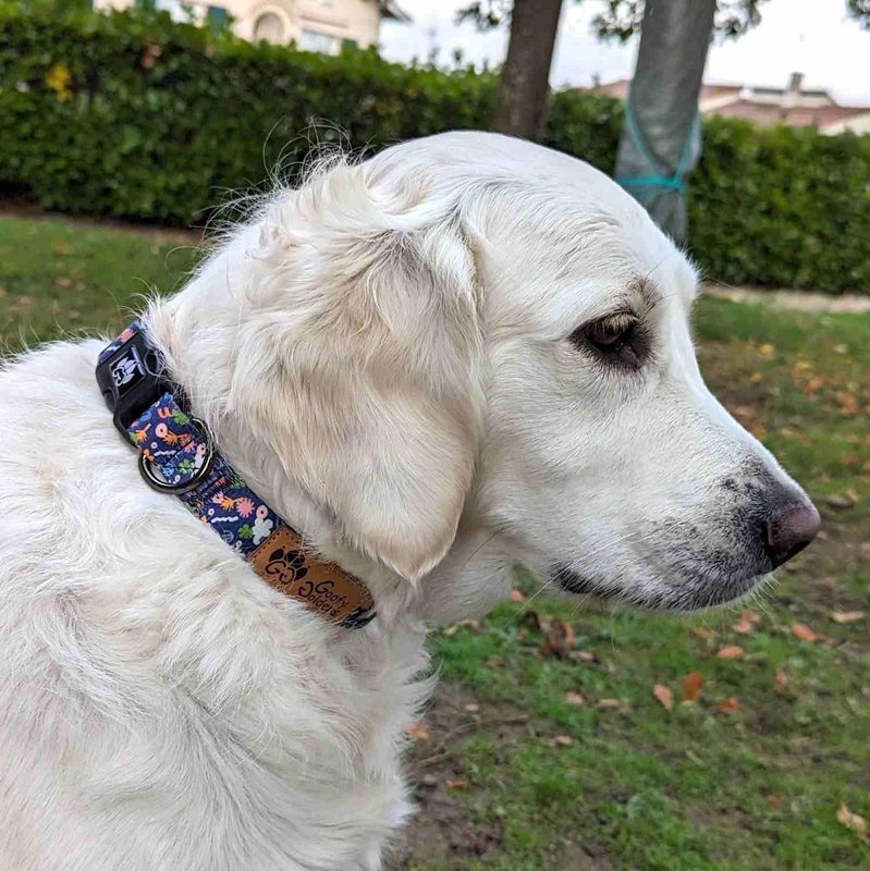 Deep agua dog collar