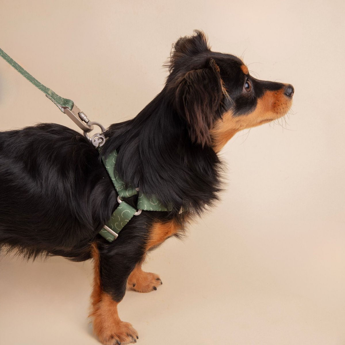 Harnais pour chien sans traction Sabine