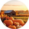 Pumpkins