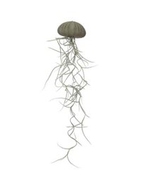 Musgo español medio verde medusa