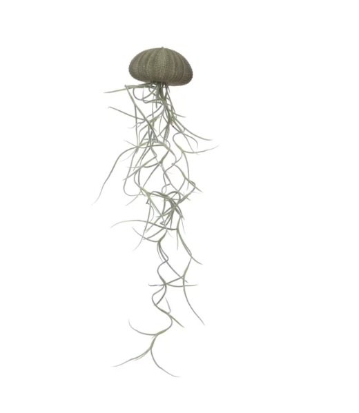 Jellyfish green medium spanish moss