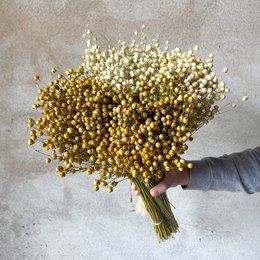 35 stelen Gedroogd Linnen Naturel