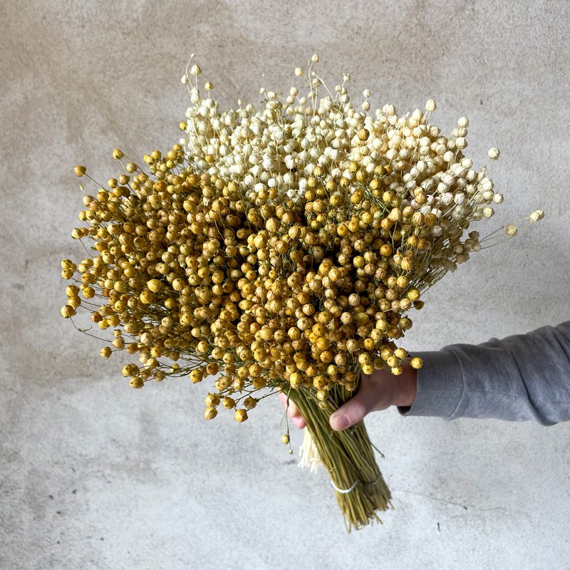 35 stelen Gedroogd Linnen Naturel