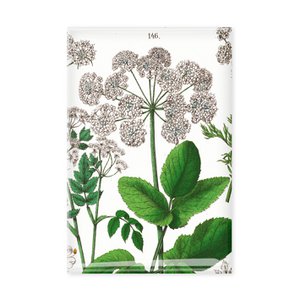 Fridge Magnet, Elder Leaf, Hortus Botanicus