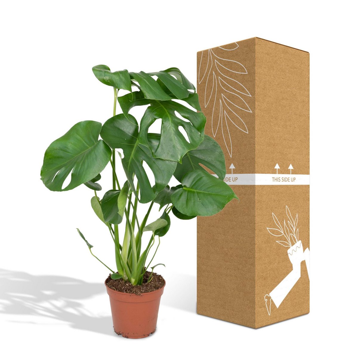 Monstera Deliciosa - Hole plant - Ø17cm - ↕55cm