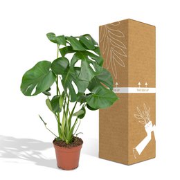 Monstera Deliciosa - Hole plant - Ø17cm - ↕55cm