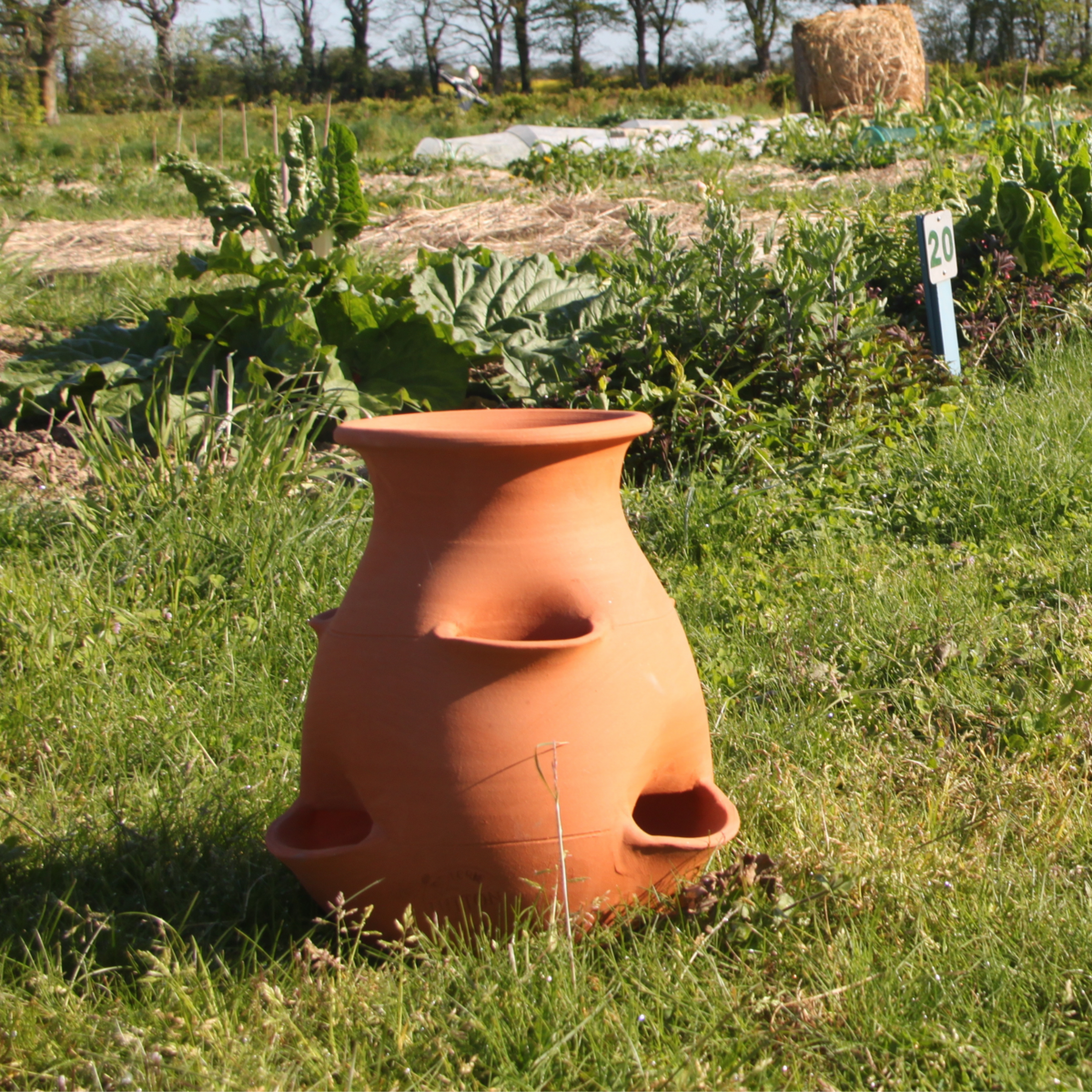 aardbeien boom
