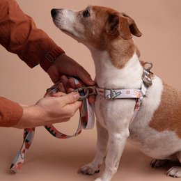 Matteo No-Pull Dog Harness