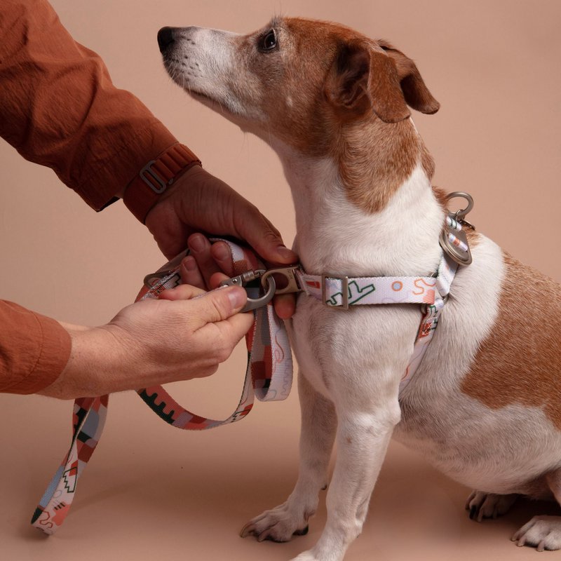 Matteo No-Pull Dog Harness