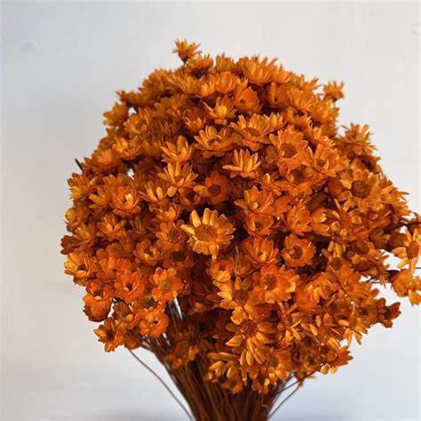 Glixia mini star flowers