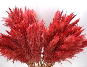 Cortaderia pampas grass dried, approx. 115cm, red