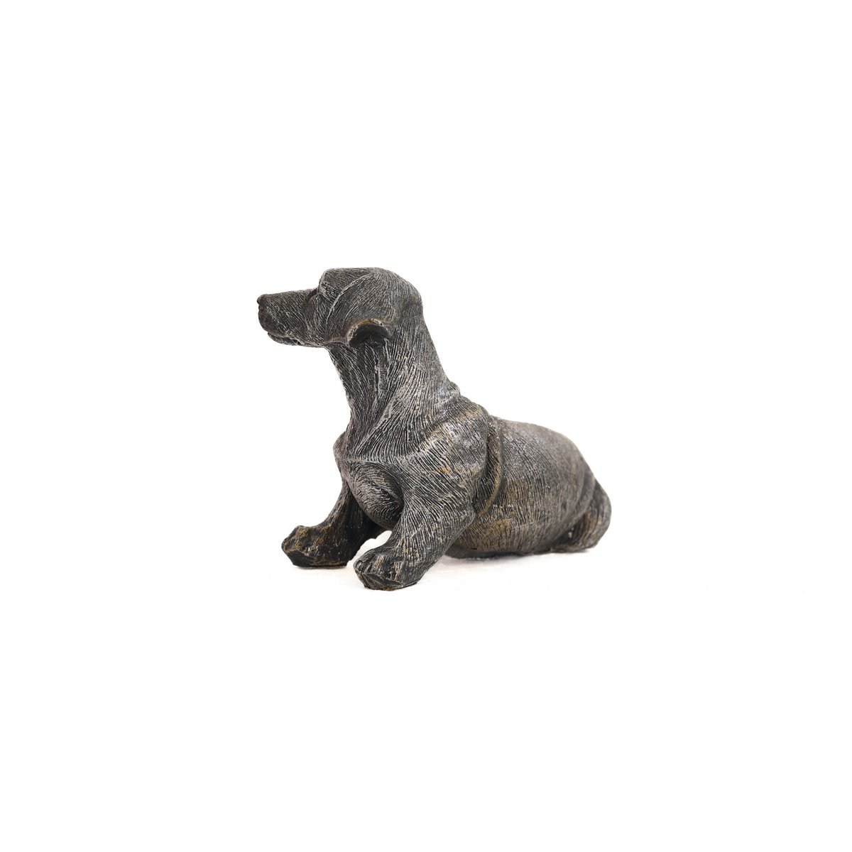 Dachshund