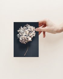 Postal Hortensia Oscura (PK_064)