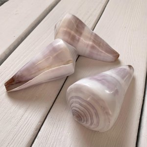 Muschelkegel weiß/ lila; Set von 3 Teilen