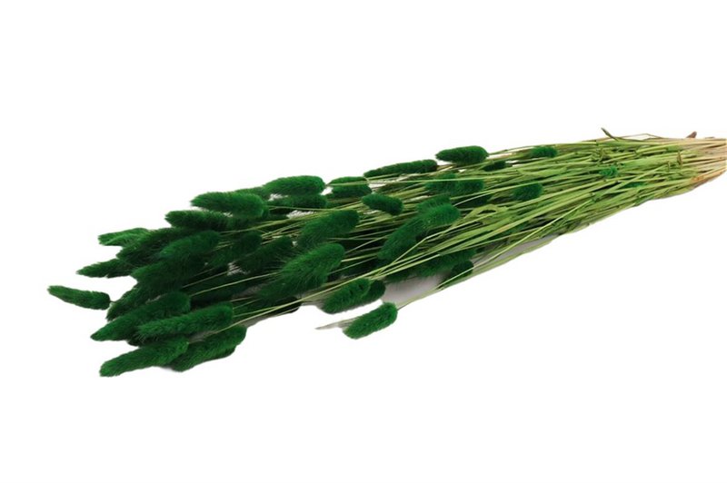Trockenblumen - Lagures - 60 cm - natürliche Trockenblumen