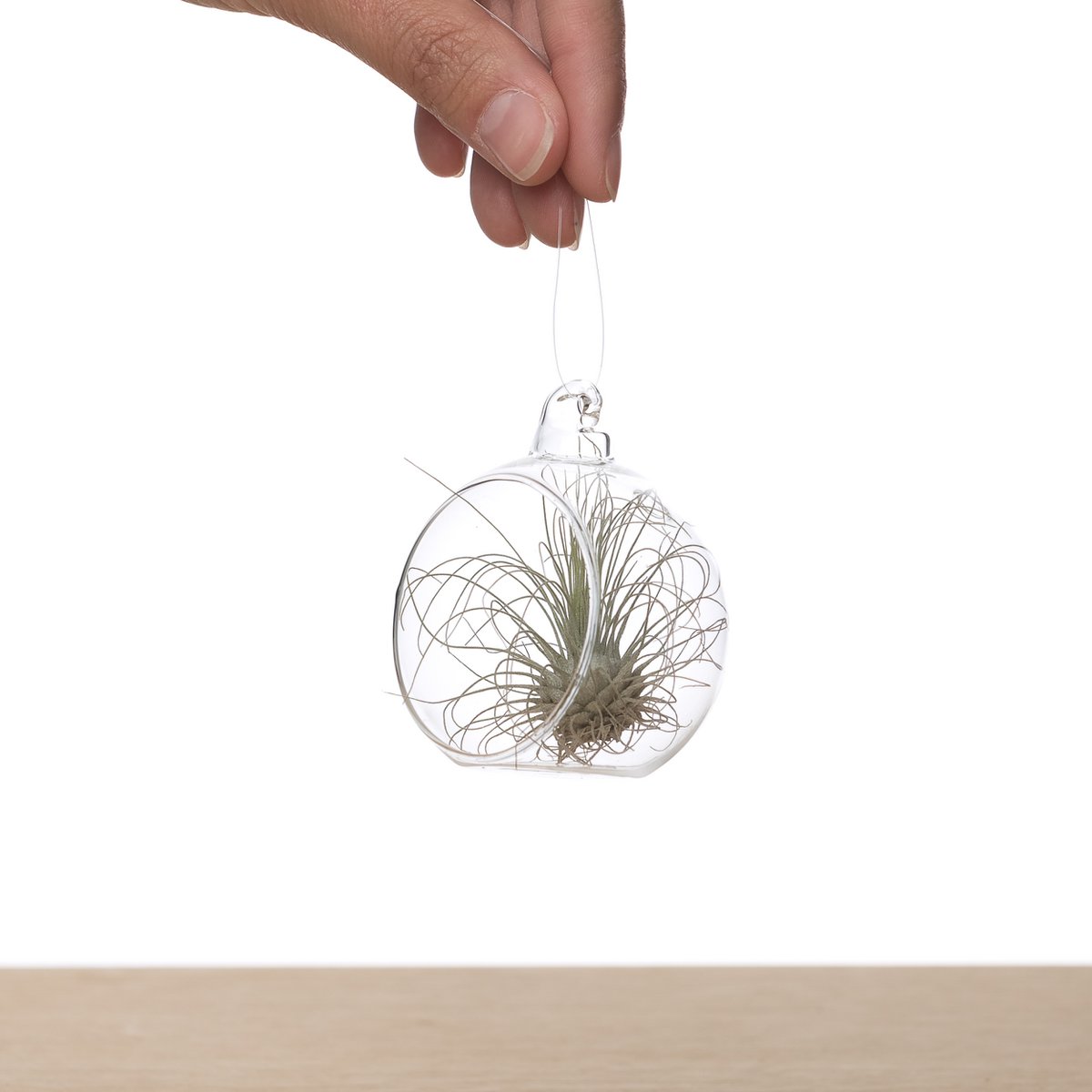 Bulbe de Tillandsia en Verre 6cm