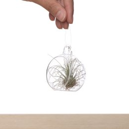 Tillandsia i glaspære 6cm