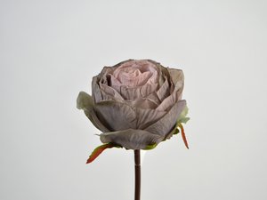 Rozentak zonder blad, 40cm, lichtpaars