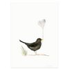 Postkarte | Amsel & Herz