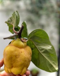 YIAM Greek Traditional Handmade Spoon Quinces with Almonds, 450g