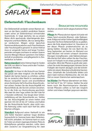 Słonia stopa / drzewo butelek