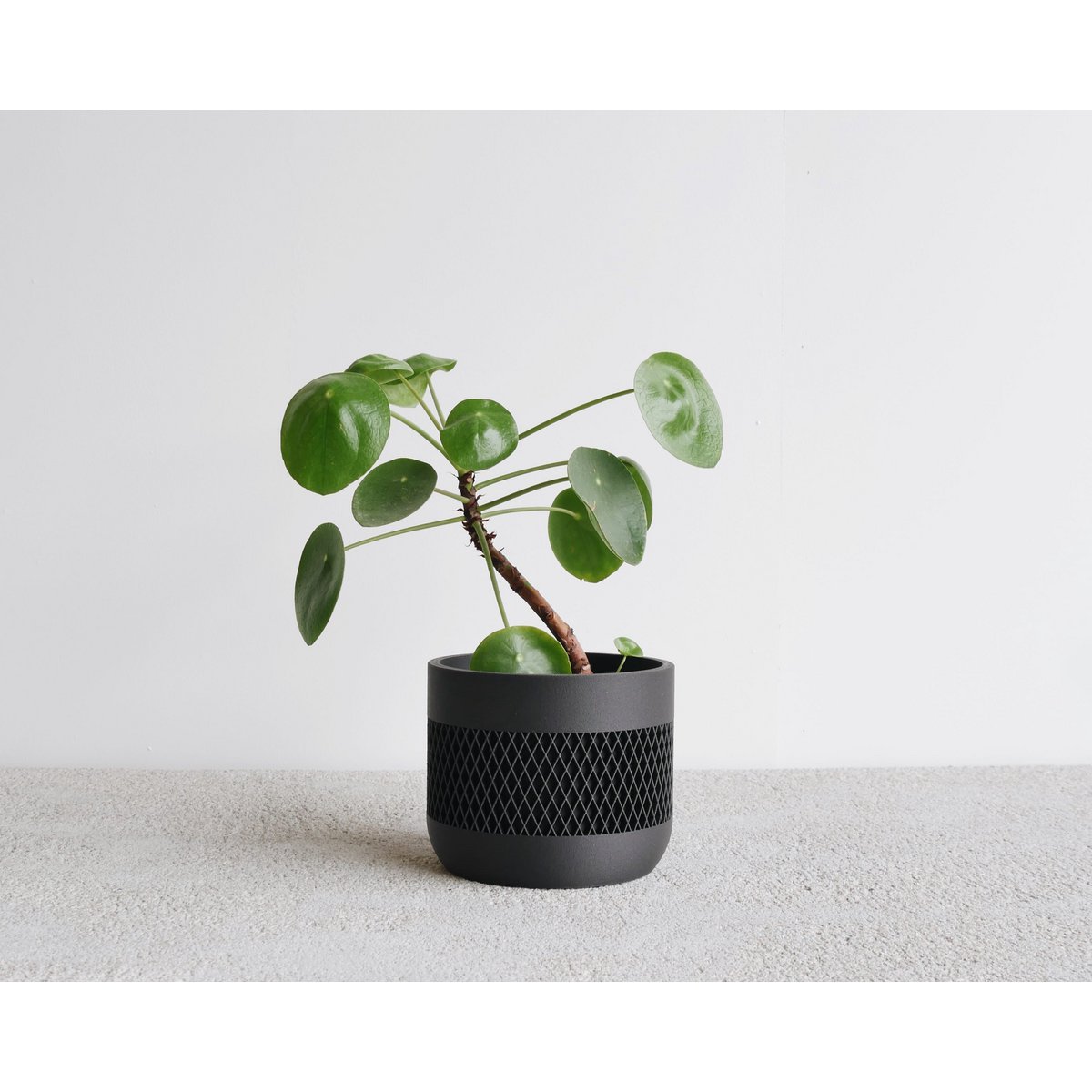 MAT Kamerplanter