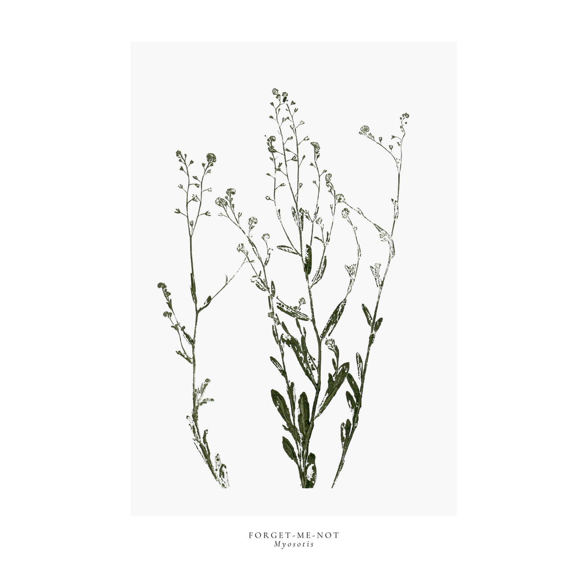 a year in bloom. Set of 12 handprinted floral postcards.
