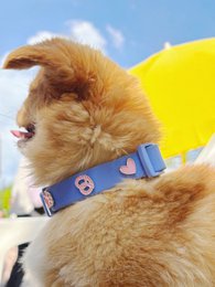 Breze Dog Collar Trailer