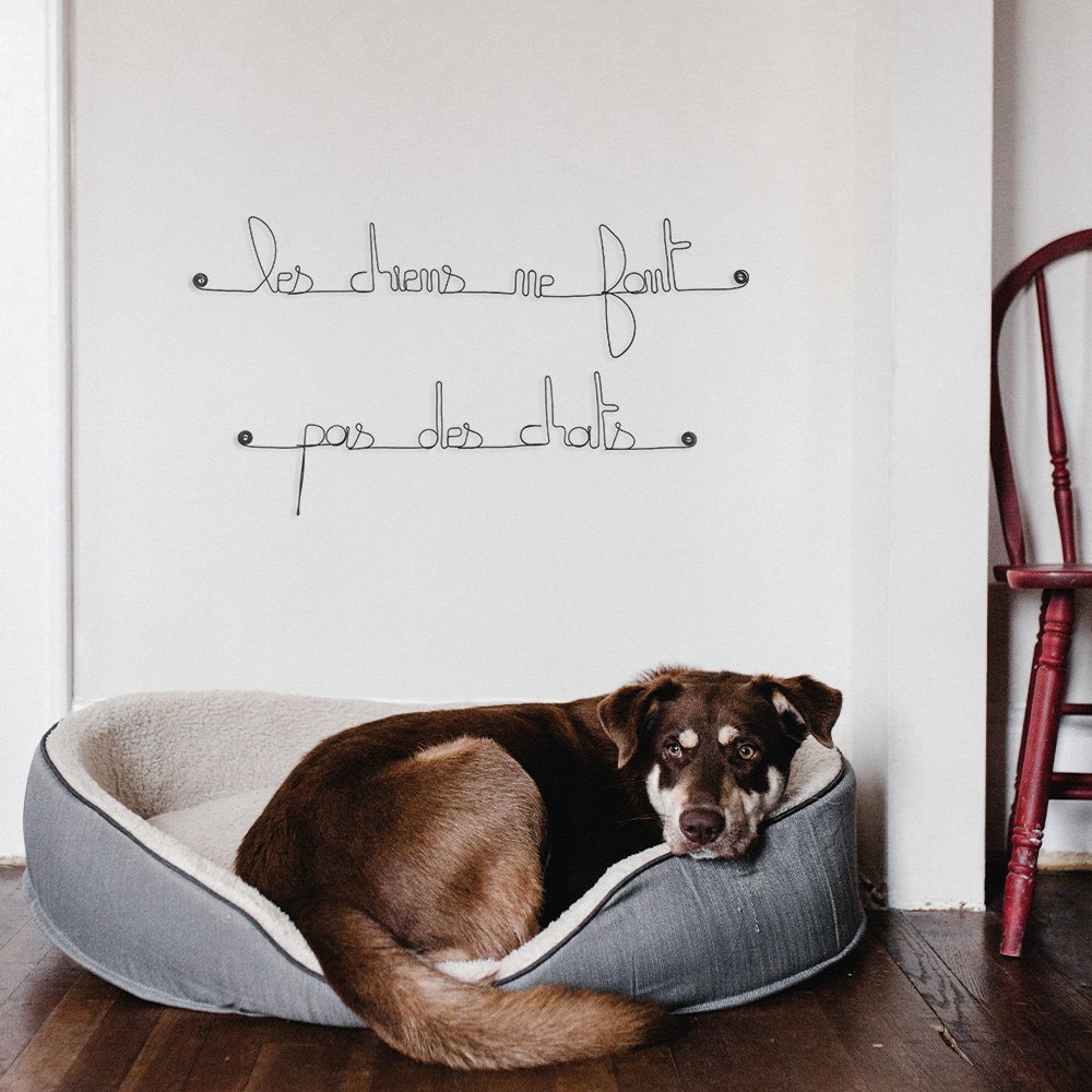 Wire quote "Dogs don't make cats"