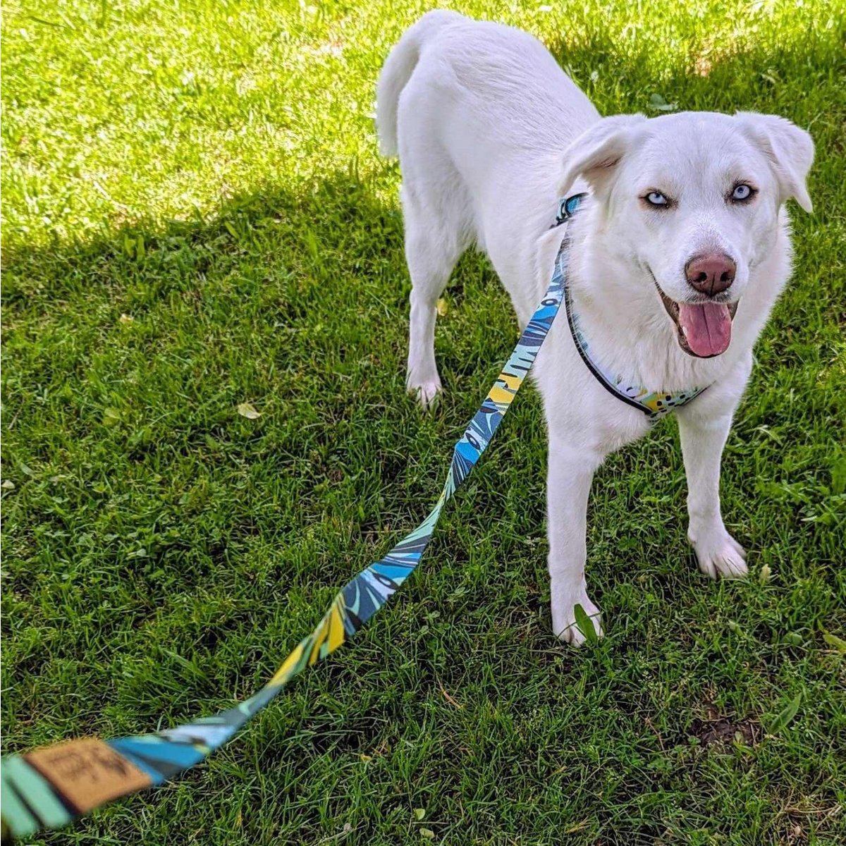 Laisse pour chien Récif