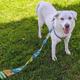 Reef dog leash