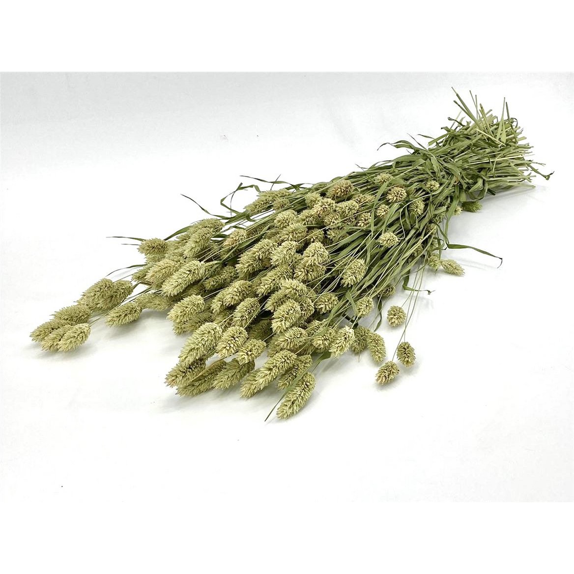 Trockenblumen - Phalaris - natur - 60 cm