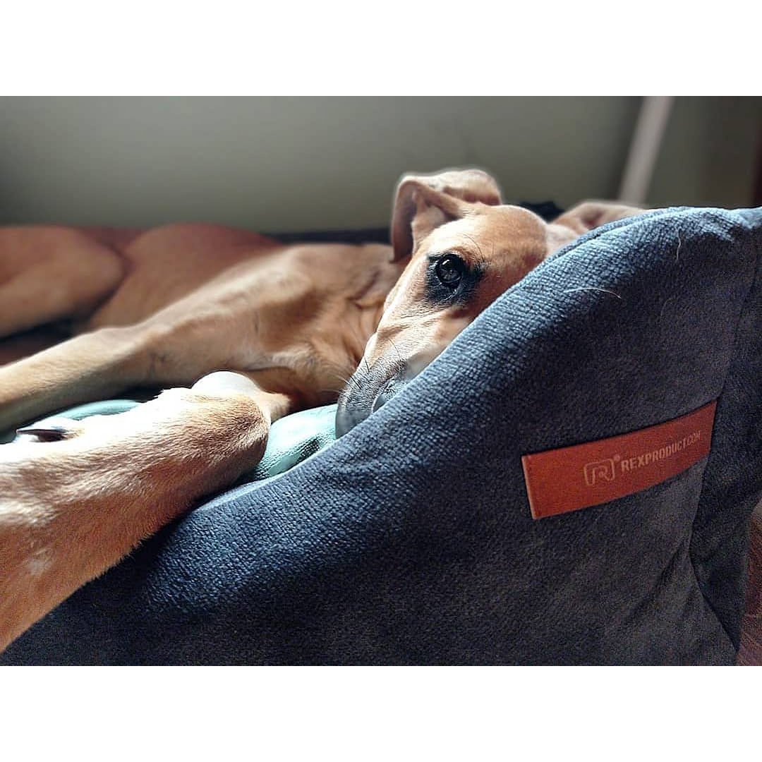 Cuccia per cani e gatti Rexproduct Softcolor – grafite/multicolore