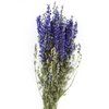 Delphinium - delphinium - blue - dried flowers
