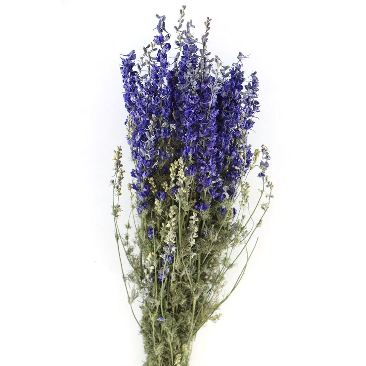 Delphinium - Delphinium - blau - getrocknete Blüten