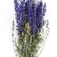 Delphinium - Delphinium - blau - getrocknete Blüten