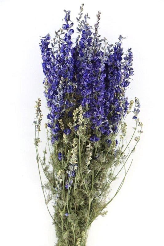 Delphinium - Delphinium - blau - getrocknete Blüten