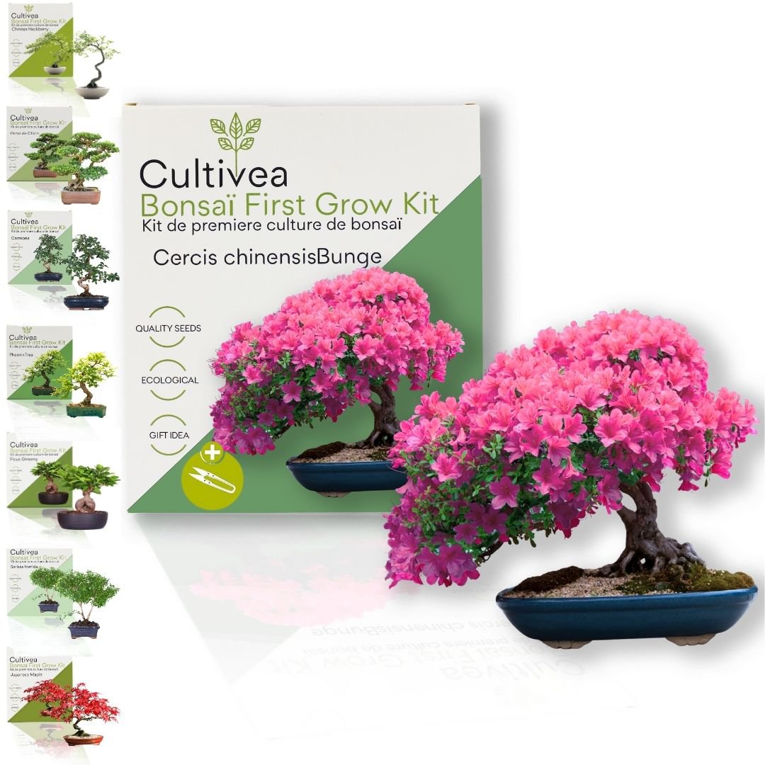 Cultivea - Kit First Bonsai - Kit de première culture de bonsaï avec accessoires | Idée cadeau Originale
