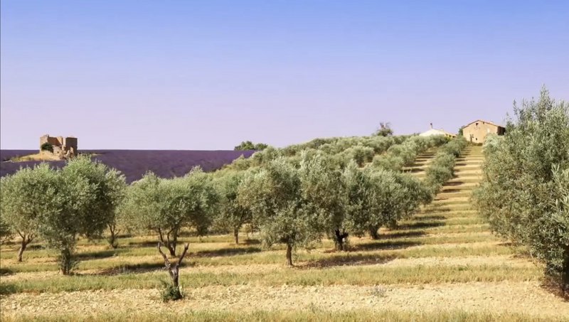 organiczna oliwa z oliwek z pierwszego tłoczenia 5 litrów sycylijsko-włoska Raffaele Produkcja październik 2024