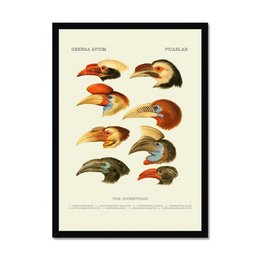 Colorful illustration of various birds' heads, showcasing their unique and distinctive features. This wall art piece would be a great addition to any nature or ornithology-themed decor.
