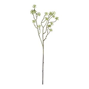 Arborescens - Green - 60cm