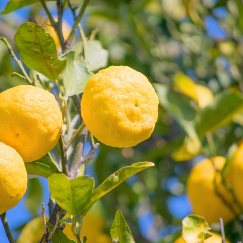 Citronsalt - frisk og frugtig med citron fra Menton
