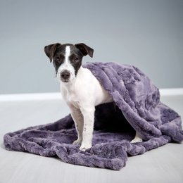 COZY Kuscheldecke für Hunde
